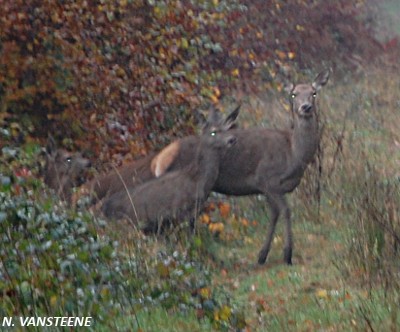 Cervus elaphus